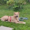 Ylvie - wartet in 51427 Bergisch-Gladbac