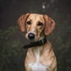 Amy -bedroht von hundehassenden Nachbarn