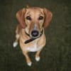 Amy -bedroht von hundehassenden Nachbarn