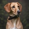 Amy -bedroht von hundehassenden Nachbarn