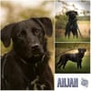 ANJAN * Labbi-Mix liebt Wasser & Wandern