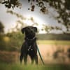 ANJAN * Labbi-Mix liebt Wasser & Wandern