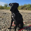 ANJAN * Labbi-Mix liebt Wasser & Wandern