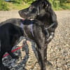 ANJAN * Labbi-Mix liebt Wasser & Wandern