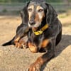 VALENTINA - Hunde-Omi hofft auf Chance
