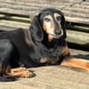 VALENTINA - Hunde-Omi hofft auf Chance