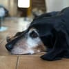VALENTINA - Hunde-Omi hofft auf Chance