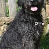 OTTO