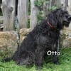 OTTO