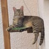Lustige Roxy