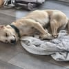 Sunny - Ein-Ohr-Hund