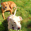 Sunny - Ein-Ohr-Hund