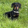 Lilly - liebe anhängliche kleine Hündin