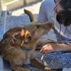 Liebe Podenca sucht ihre Menschen