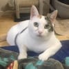 Liebe Fleki (FIV) sucht ihre Familie