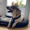 FENJA sucht ein Zuhause