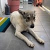 FENJA sucht ein Zuhause