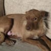 Maite unsere kleine Mutter Courage