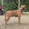 Xena
