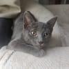 Nyah [Chaton]