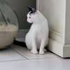 CIBOULETTE