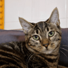 Wick (En cours d'adoption)