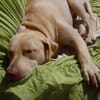 PHOENIX Croisée Labrador Femelle junior