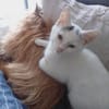 LOUNA