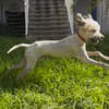CHAPLIN,  Croisé Griffon Créole junior