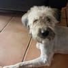 CHAPLIN,  Croisé Griffon Créole junior