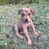 CASH, chiot mâle Berger Créole