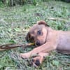 CASH, chiot mâle Berger Créole