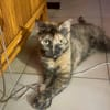 SPHINXY, chat femelle européen