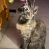SPHINXY, chat femelle européen