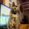 SPHINXY, chat femelle européen