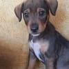 TANGO, chiot mâle Berger Créole