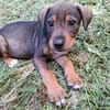 TANGO, chiot mâle Berger Créole