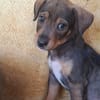 TANGO, chiot mâle Berger Créole