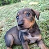 TANGO, chiot mâle Berger Créole