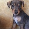 TANGO, chiot mâle Berger Créole