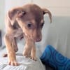 DOBBY, chiot mâle Berger Créole