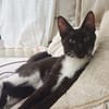 HUGGY-WUGGY, chaton mâle type européen