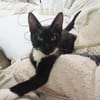 HUGGY-WUGGY, chaton mâle type européen