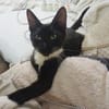 HUGGY-WUGGY, chaton mâle type européen