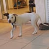 Neo, mâle croisé berger, né le 01/01/2025 🐶