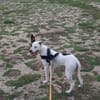Neo, mâle croisé berger, né le 01/01/2025 🐶