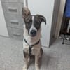 Xami💖 Kuscheliges Körbchen  gesucht