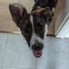 Xami💖 Kuscheliges Körbchen  gesucht