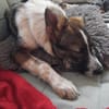 Xami💖 Kuscheliges Körbchen  gesucht