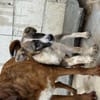 Xami💖 Kuscheliges Körbchen  gesucht